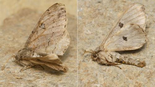 Ascotis selenaria